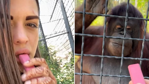  Nữ võ sĩ Nga gây phẫn nộ khi cho đười ươi hút vape, khiến con vật có hành vi bất thường