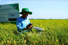 Xây dựng thương hiệu "Gạo Việt xanh phát thải thấp"