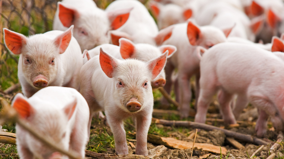  Giá heo hơi: miền Nam giao dịch cao nhất cả nước 73.000 đồng/kg