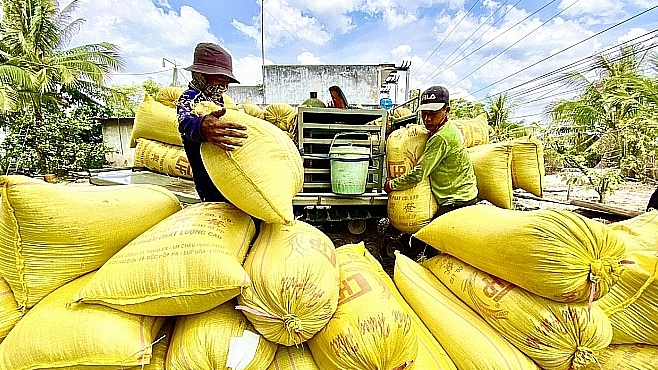 Giá lúa gạo hôm nay 11/2: giá gạo bật tăng. Ảnh minh họa.