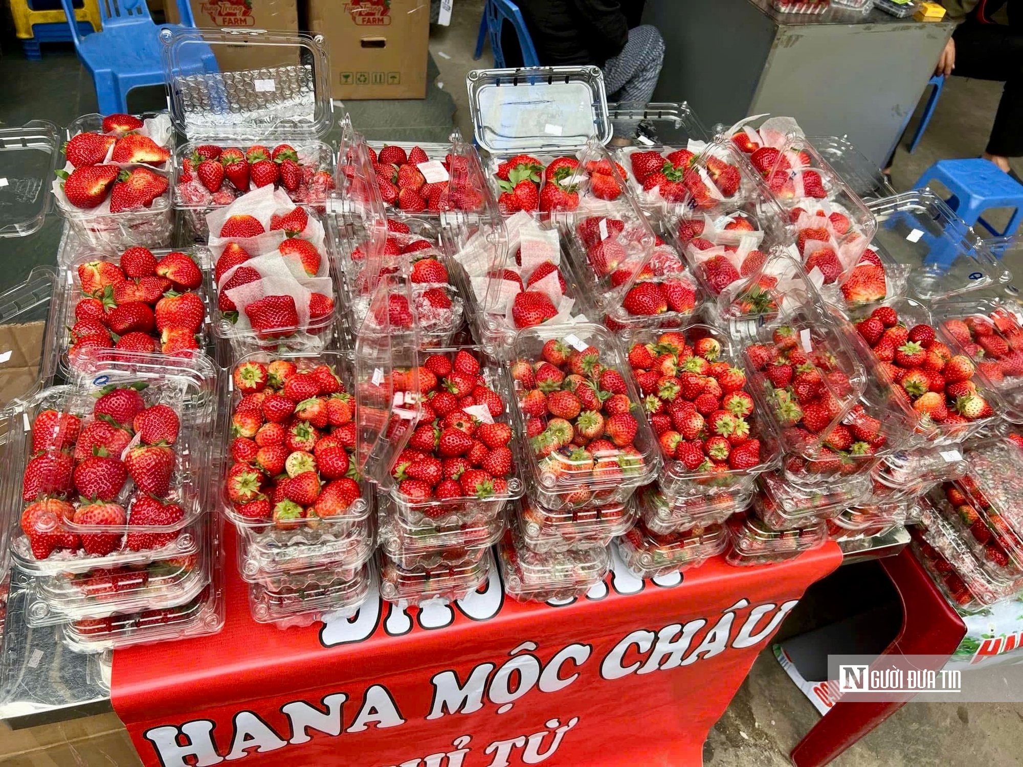  Dâu tây giá rẻ có thực sự là “món hời”?