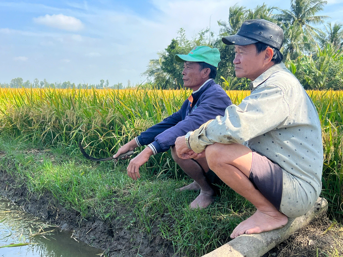 4f820baabed40f8a56c5-162745_603.jpg Nông dân lo lắng về giá lúa. Ảnh: Trọng Linh.