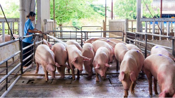 Giá heo hơi hôm nay 11/3: miền Nam tăng nhẹ 1.000 đồng/kg. Ảnh minh hoạ. 