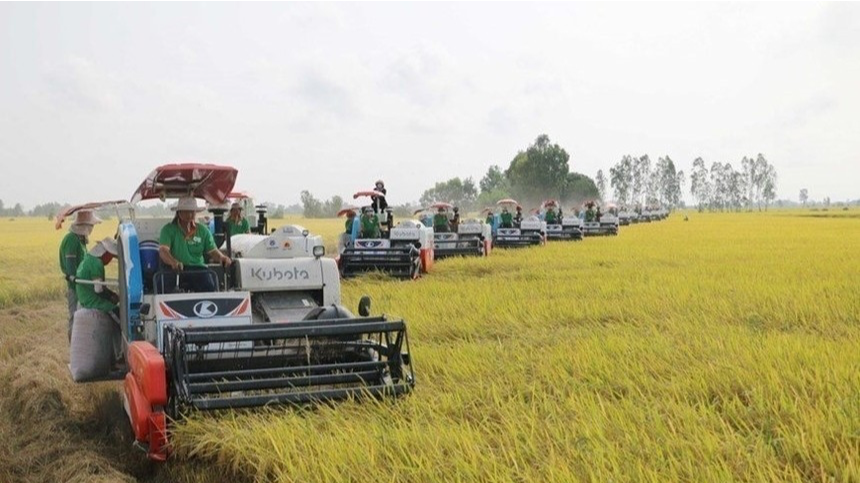 Giá lúa gạo hôm nay 11/3: lúa tươi bật tăng. Ảnh minh hoạ. 