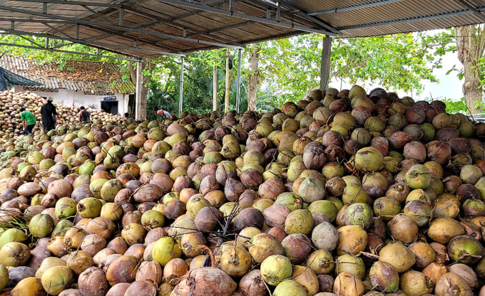  Giá dừa khô tăng cao kỷ lục
