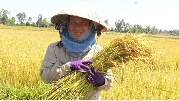 Giá lúa gạo hôm nay 13/3: lúa tươi tăng nhẹ. Ảnh minh hoạ. 