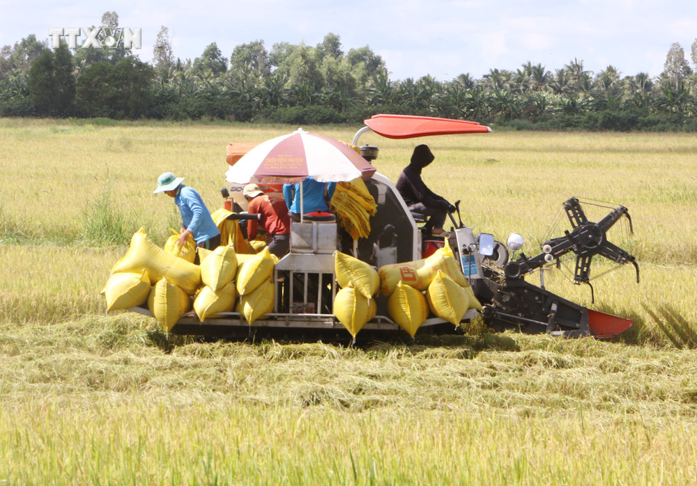 Giá gạo xuất khẩu chưa có tín hiệu hồi phục