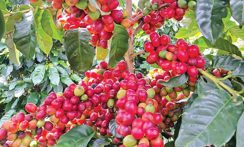  Dự báo giá cà phê neo ở mức cao còn kéo dài