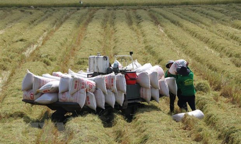  Lúa, gạo biến động nhẹ