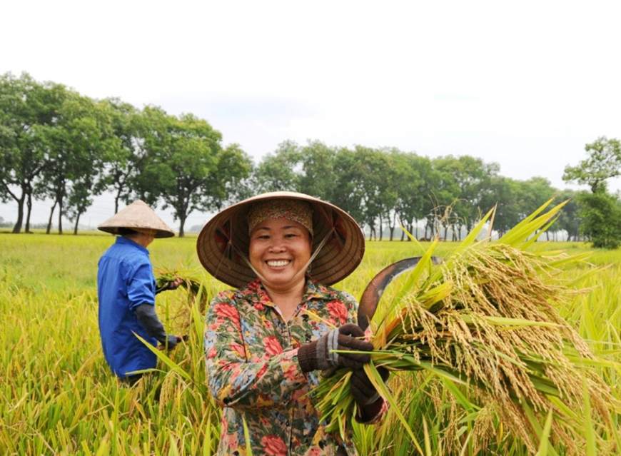  Người trồng lúa khấn khởi khi giá gạo xuất khẩu tăng trở lại