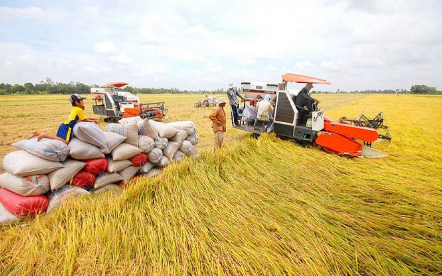  Giá gạo xuất khẩu tiếp tục trầm lắng