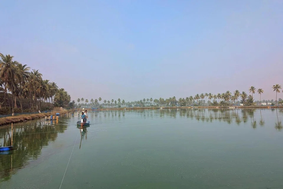 Công nhân, phần lớn là lao động nhập cư, cho tôm ăn tại một ao nuôi ở Bhimavaram.