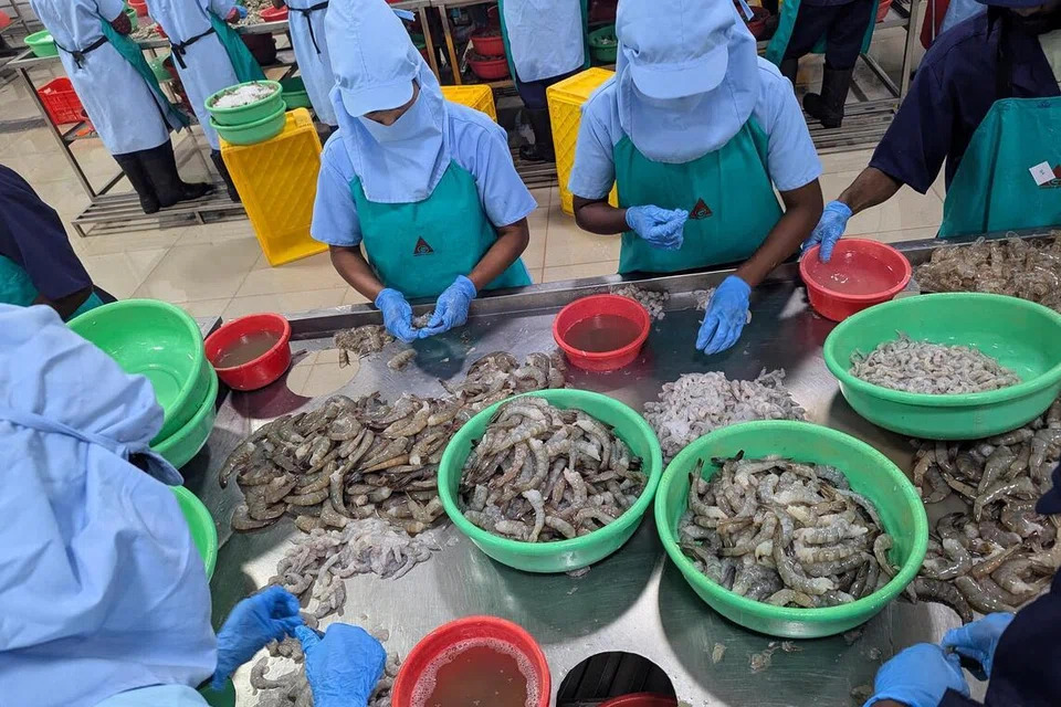 Nhà máy chế biến tôm của Tập đoàn Ananda vận hành cầm chừng, sản lượng giảm mạnh so với công suất thiết kế.