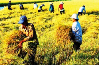  Đảm bảo việc điều hành sản xuất và tiêu thụ lúa gạo trong tình hình mới