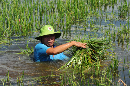  Mưa lớn làm 1 người bị thương và nhiều thiệt hại tại các địa phương