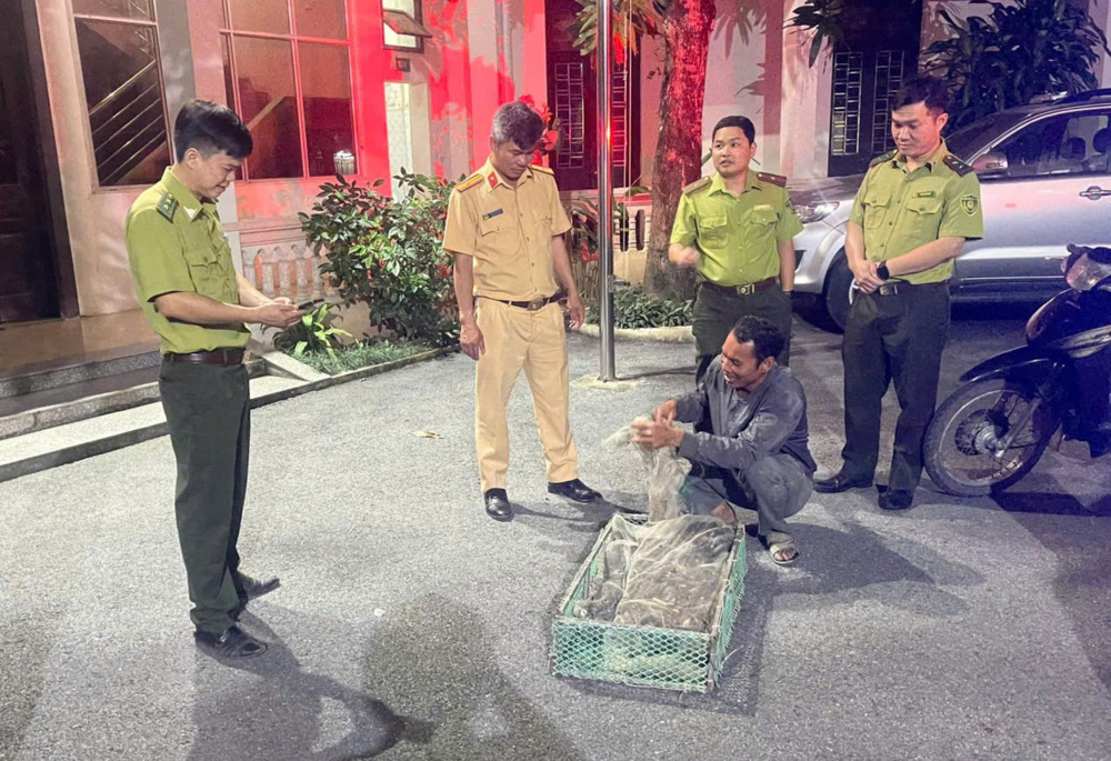  Ninh Bình: Kiểm tra, phát hiện vụ vận chuyển 360 cá thể chim hoang dã trái phép